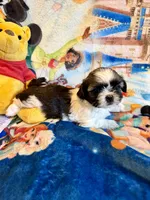 Xayah, a female Shih Tzu for sale in New Port Richey, FL – Photo 1 of 6