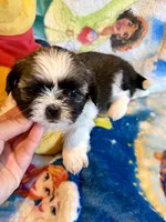 Xayah, a female Shih Tzu for sale in New Port Richey, FL – Photo 3 of 6