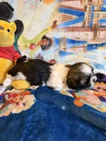 Xayah, a female Shih Tzu for sale in New Port Richey, FL – Photo 4 of 6