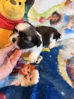 Xayah, a female Shih Tzu for sale in New Port Richey, FL – Photo 6 of 6