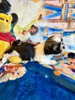 Xayah, a female Shih Tzu for sale in New Port Richey, FL – Photo 5 of 6