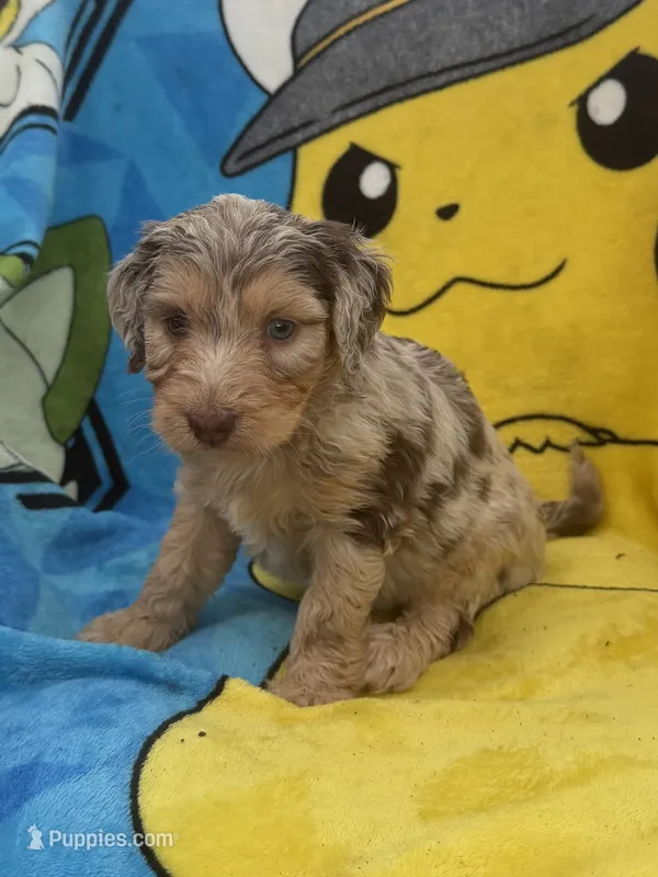 Baela – Aussiedoodle, Poodle - Standard  puppy for sale in New Port Richey, FL