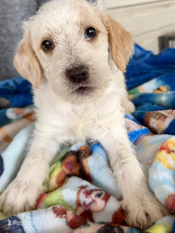 Wednesday Dalmadoodle 