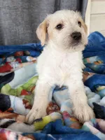 Wednesday Dalmadoodle , a female Dalmatian for sale in New Port Richey, FL – Photo 3 of 6