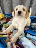 Wednesday Dalmadoodle , a female Dalmatian for sale in New Port Richey, FL – Photo 5 of 6