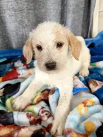 Wednesday Dalmadoodle , a female Dalmatian for sale in New Port Richey, FL – Photo 4 of 6