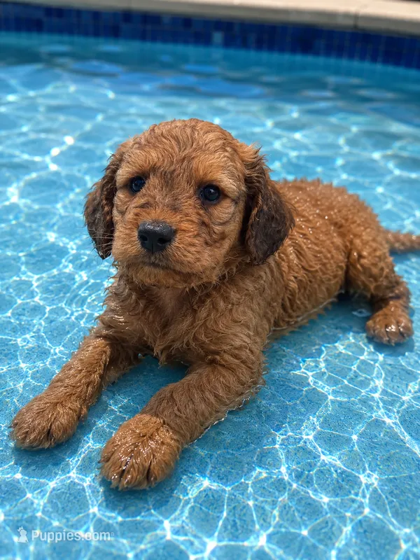 Bowan – Aussiedoodle, Poodle - Standard  puppy for sale in New Port Richey, FL