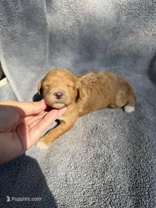 Emmalyn – Miniature Goldendoodle puppy for sale in New Port Richey, FL