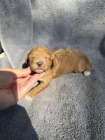 Emmalyn, a female Miniature Goldendoodle for sale in New Port Richey, FL – 1 of 6