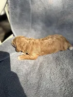 Emmalyn, a female Miniature Goldendoodle for sale in New Port Richey, FL – 6 of 6