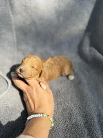 Emmalyn, a female Miniature Goldendoodle for sale in New Port Richey, FL – 5 of 6