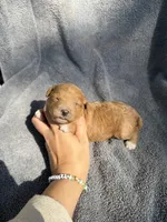 Emmalyn, a female Miniature Goldendoodle for sale in New Port Richey, FL – 3 of 6