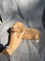 Emmalyn, a female Miniature Goldendoodle for sale in New Port Richey, FL – 4 of 6