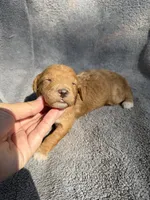 Emmalyn, a female Miniature Goldendoodle for sale in New Port Richey, FL – 2 of 6