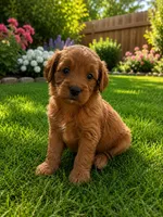 Phoenix , a male Miniature Goldendoodle for sale in New Port Richey, FL – 2 of 2