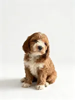 Elijah, a male Miniature Goldendoodle for sale in New Port Richey, FL – 2 of 2