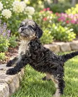 Taliyah, a female Miniature Bernedoodle for sale in New Port Richey, FL – 4 of 8