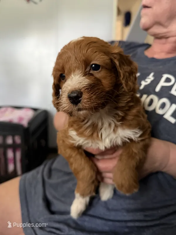 Esme – Miniature Goldendoodle puppy for sale in New Port Richey, FL