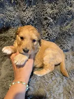 Bree, a female Aussiedoodle and Poodle - Standard  for sale in New Port Richey, FL – 3 of 3