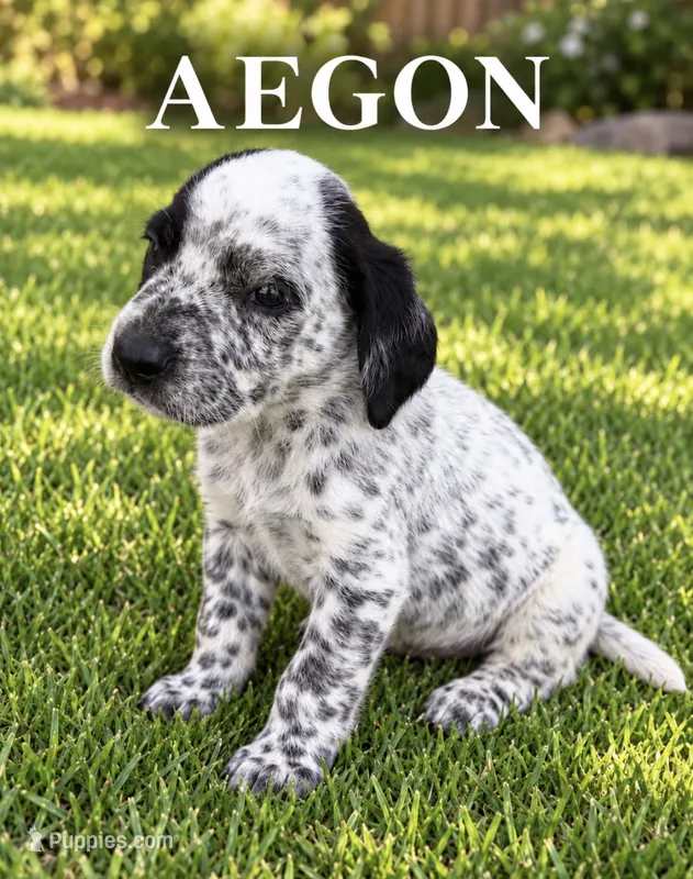 Aegon Dalmadoodle – Dalmatian, Poodle - Miniature  puppy for sale in New Port Richey, FL