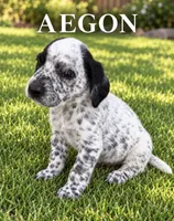 Aegon Dalmadoodle, a male Dalmatian and Poodle - Miniature  for sale in New Port Richey, FL – 1 of 2
