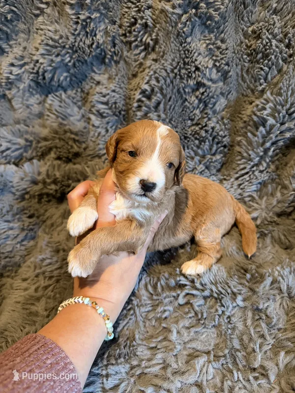 Elijah – Miniature Goldendoodle puppy for sale in New Port Richey, FL
