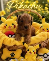 Pikacu, a male Miniature Goldendoodle for sale in New Port Richey, FL – 2 of 2