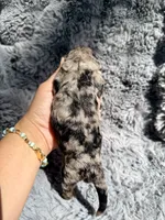 Calix F1bb, a male Miniature Bernedoodle for sale in New Port Richey, FL – Photo 3 of 6