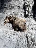 Calix F1bb, a male Miniature Bernedoodle for sale in New Port Richey, FL – Photo 4 of 6