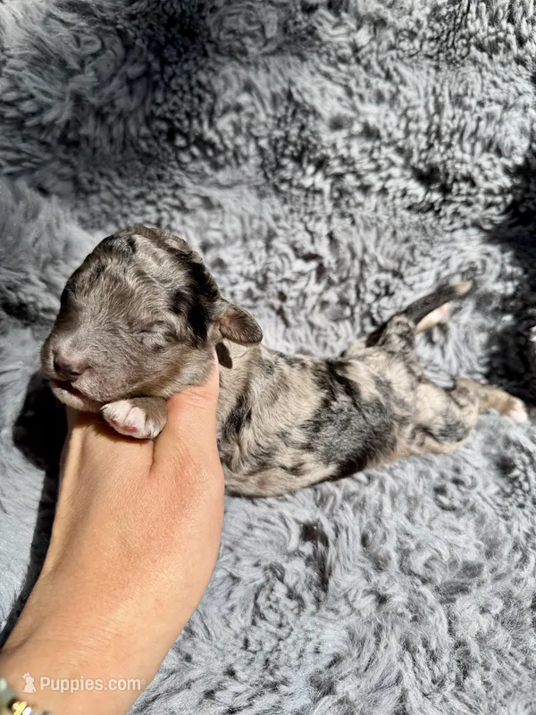 Calix F1bb – Miniature Bernedoodle puppy for sale in New Port Richey, FL