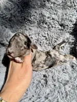 Calix F1bb, a male Miniature Bernedoodle for sale in New Port Richey, FL – Photo 1 of 6