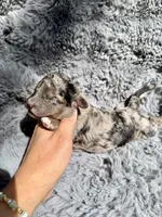 Calix F1bb, a male Miniature Bernedoodle for sale in New Port Richey, FL – Photo 6 of 6