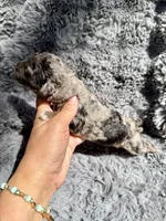 Calix F1bb, a male Miniature Bernedoodle for sale in New Port Richey, FL – Photo 5 of 6