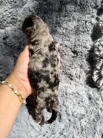 Calix F1bb, a male Miniature Bernedoodle for sale in New Port Richey, FL – Photo 2 of 6