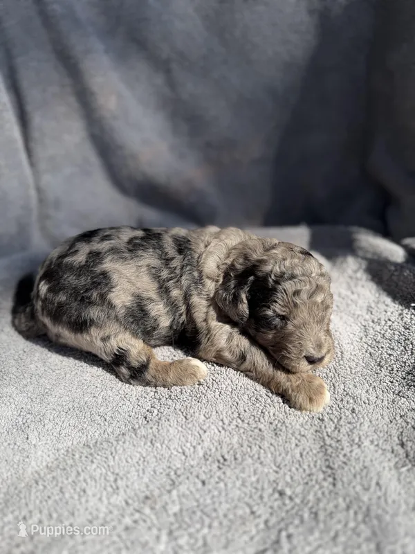 Calix F1bb – Miniature Bernedoodle puppy for sale in New Port Richey, FL