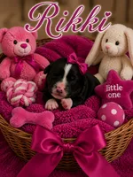 Rikki, a female Bernedoodle for sale in New Port Richey, FL – 1 of 1