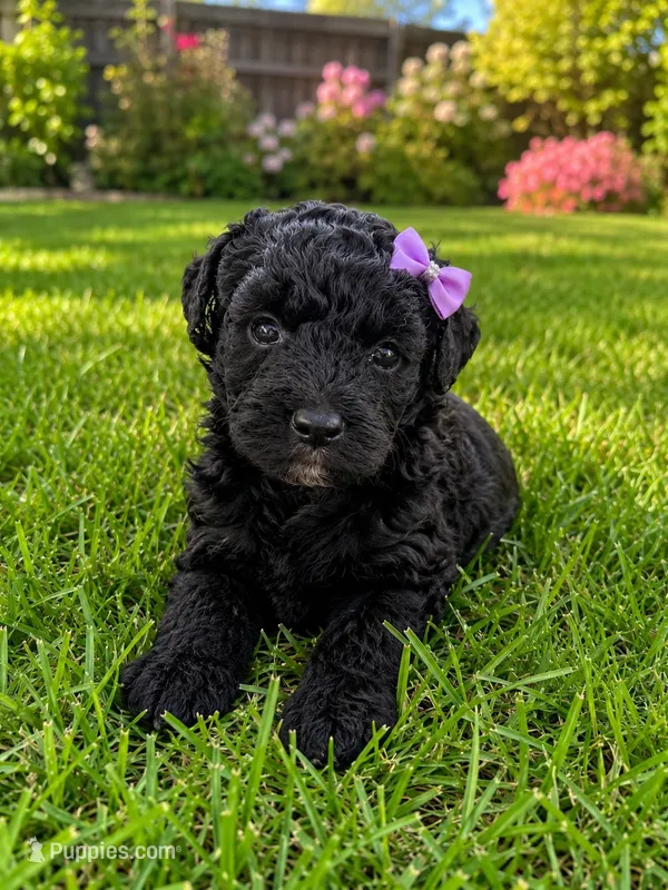 Ophelia Toy Aussiedoodle – Miniature Aussiedoodle puppy for sale in New Port Richey, FL