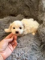 Zeke Toy, a male Maltipoo for sale in New Port Richey, FL – Photo 2 of 3