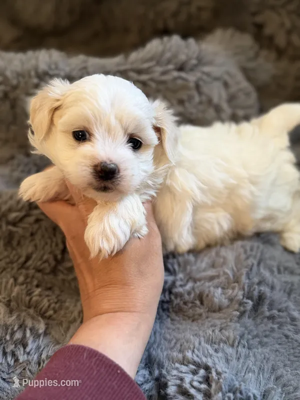 Zaylee Toy – Maltipoo puppy for sale in New Port Richey, FL