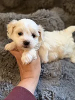 Zeke Toy, a male Maltipoo for sale in New Port Richey, FL – Photo 3 of 3