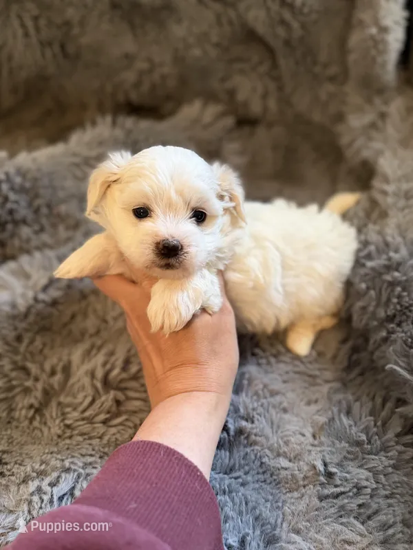 Zeke Toy – Maltipoo puppy for sale in New Port Richey, FL
