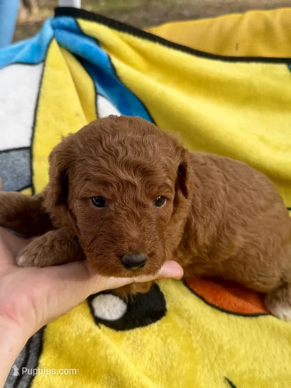 Gus – Miniature Goldendoodle puppy for sale in New Port Richey, FL