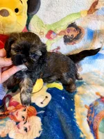 Xue, a female Shih Tzu for sale in New Port Richey, FL – Photo 1 of 3