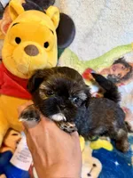 Xue, a female Shih Tzu for sale in New Port Richey, FL – Photo 2 of 3