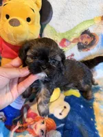 Xue, a female Shih Tzu for sale in New Port Richey, FL – Photo 3 of 3