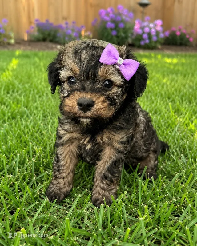 Olivia Toy Aussiedoodle – Miniature Aussiedoodle puppy for sale in New Port Richey, FL