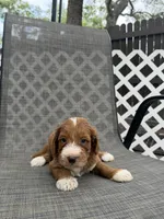 Esme, a female Miniature Goldendoodle for sale in New Port Richey, FL – 2 of 4