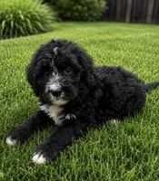 Ryker, a male Bernedoodle for sale in New Port Richey, FL – 2 of 3