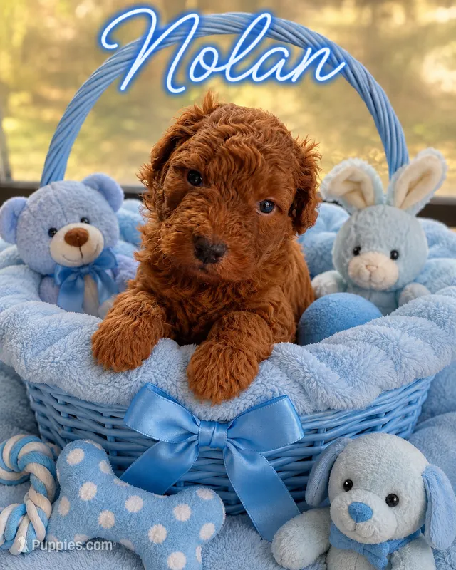 Nolan – Miniature Goldendoodle puppy for sale in New Port Richey, FL