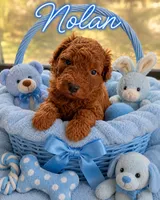Nolan, a male Miniature Goldendoodle for sale in New Port Richey, FL – 1 of 2
